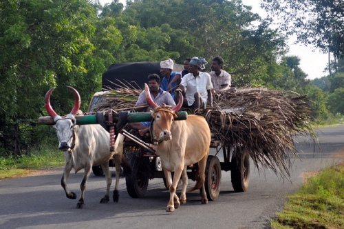 A typical ox-drawn cart in India